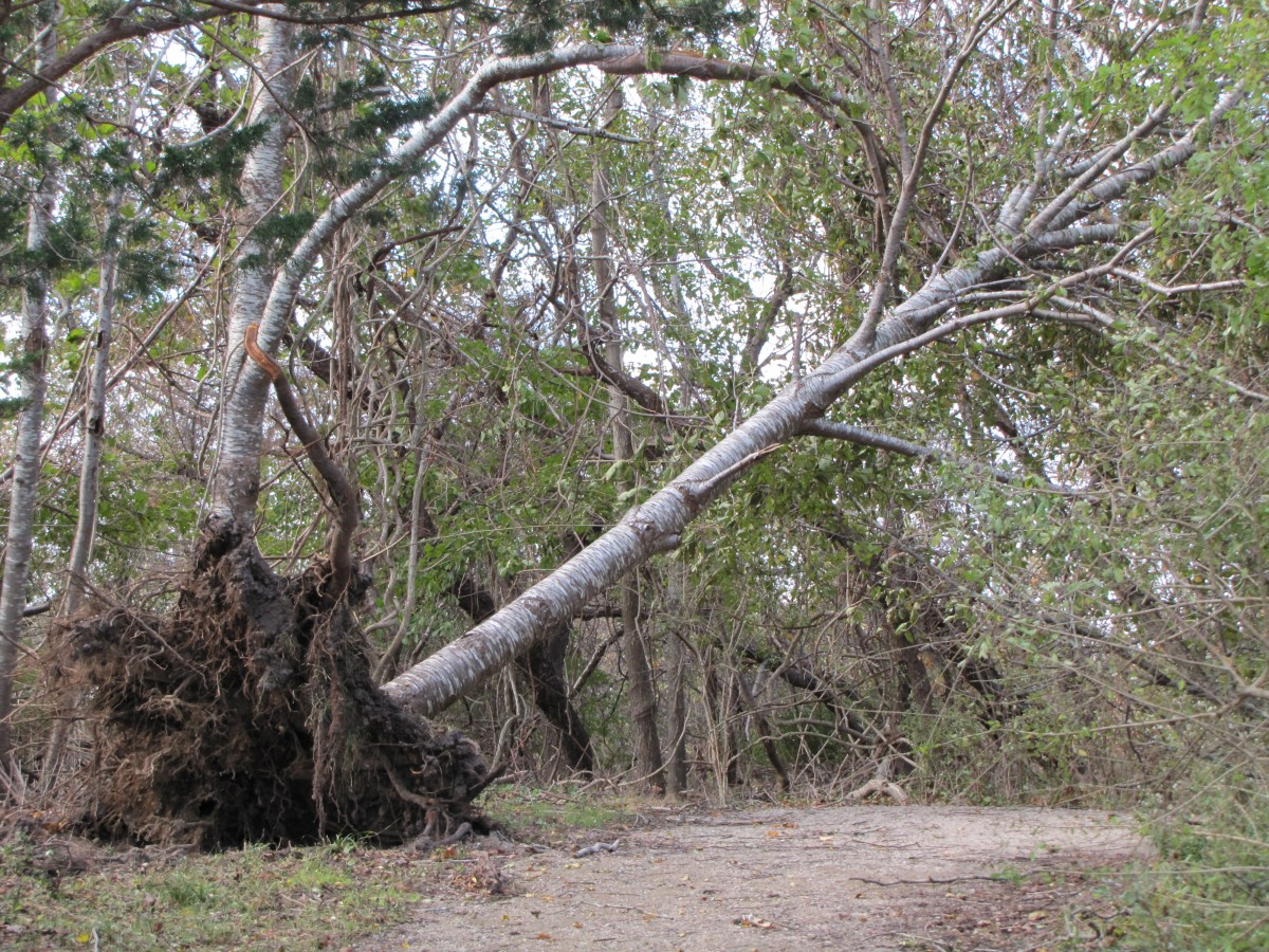 Down To The Roots – THE ART OF TROUBLESHOOTING
