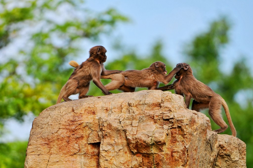 Young baboons playing